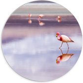 WallClassics - PVC Schuimplaat Muurcirkel - Flamingo in het Water - 70x70 cm Foto op Muurcirkel (met ophangsysteem)