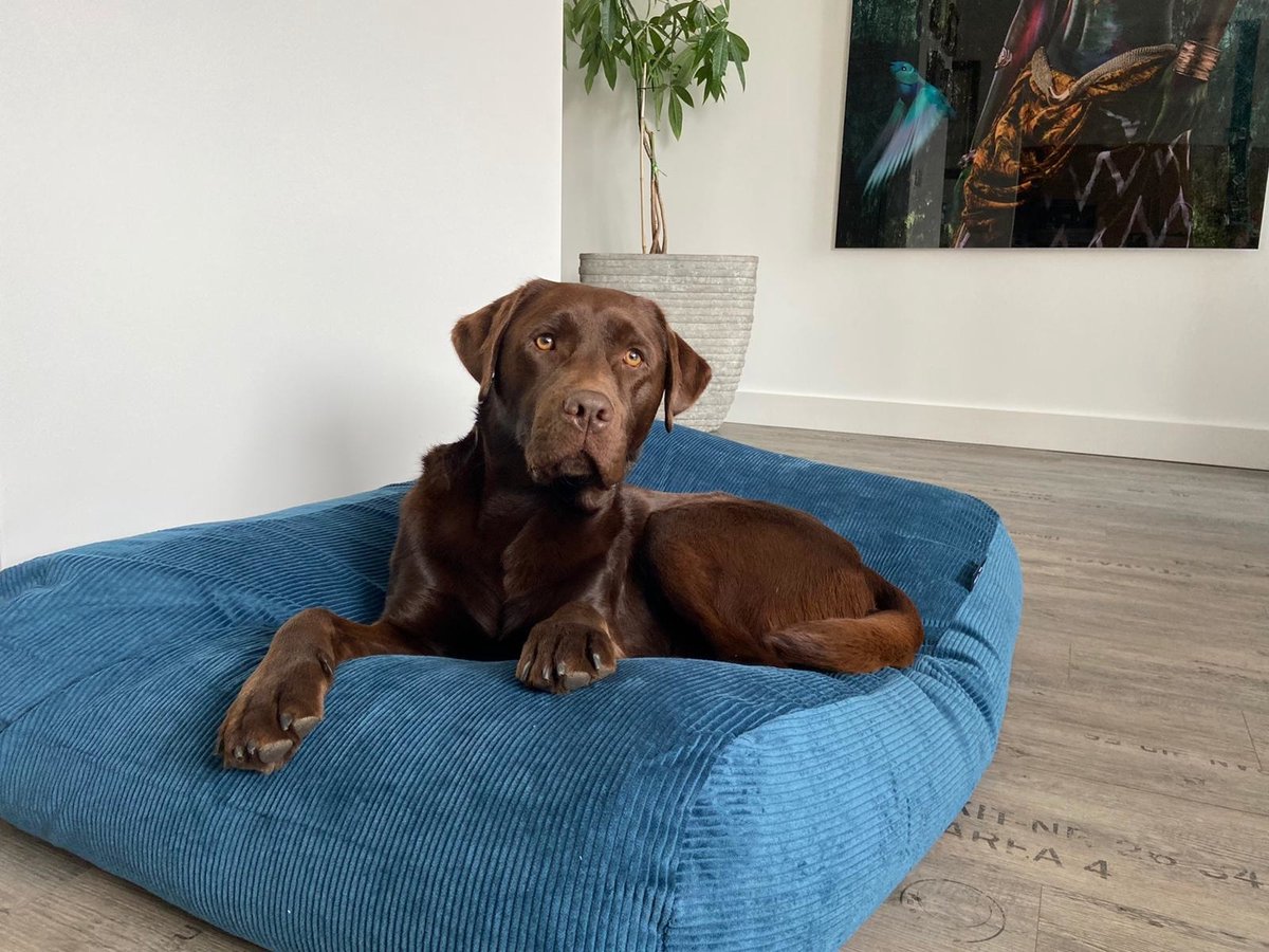 Dog's Companion Hondenkussen / Hondenbed - XS - 55 x 45 cm - Petrol Ribcord