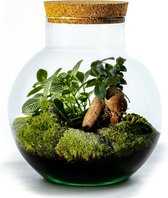 Growing Concepts DIY Duurzaam Ecosysteem Bol met Kurk - Planten - Ficus Ginseng - H30xØ18cm