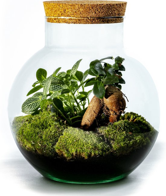 Growing Concepts DIY Duurzaam Ecosysteem Bol met Kurk – Ficus Ginseng – H30xØ18cm
