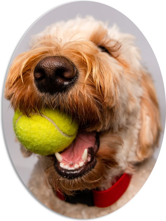 WallClassics - PVC Schuimplaat Ovaal - Hond Speelt met Tennisbal - 51x68 cm Foto op Ovaal (Met Ophangsysteem)