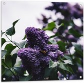 WallClassics - Tuinposter – Vlinder op Paarse Bloemen - 80x80 cm Foto op Tuinposter (wanddecoratie voor buiten en binnen)
