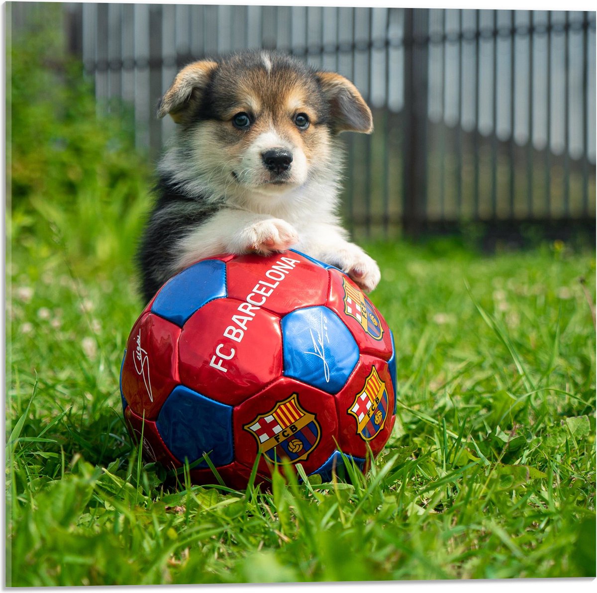 Acrylglas - Hondje Speelt met een Voetbal - 50x50 cm Foto op Acrylglas (Wanddecoratie op Acrylaat)