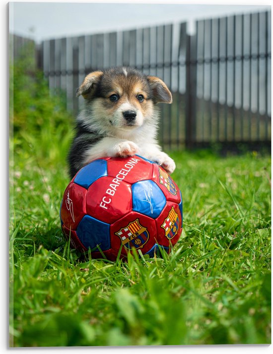 WallClassics - Acrylglas - Hondje Speelt met een Voetbal - 30x40 cm Foto op Acrylglas (Met Ophangsysteem)