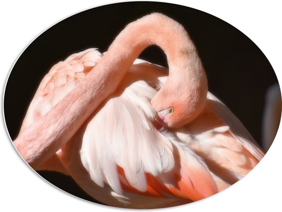 WallClassics - PVC Schuimplaat Ovaal - Flamingo verstopt z'n Kop - 80x60 cm Foto op Ovaal (Met Ophangsysteem)