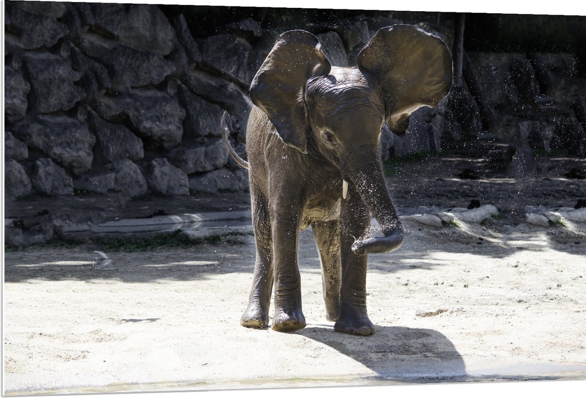 PVC Schuimplaat- Baby Olifantje Speelt met Water - 120x80 cm Foto op PVC Schuimplaat