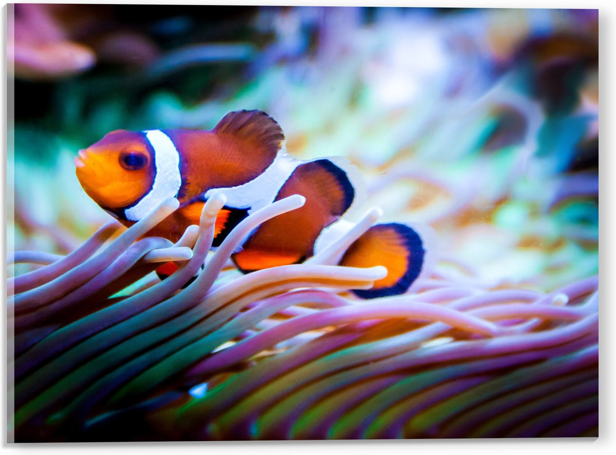 Acrylglas - Clownvis in een Aquarium - 40x30 cm Foto op Acrylglas (Met Ophangsysteem)