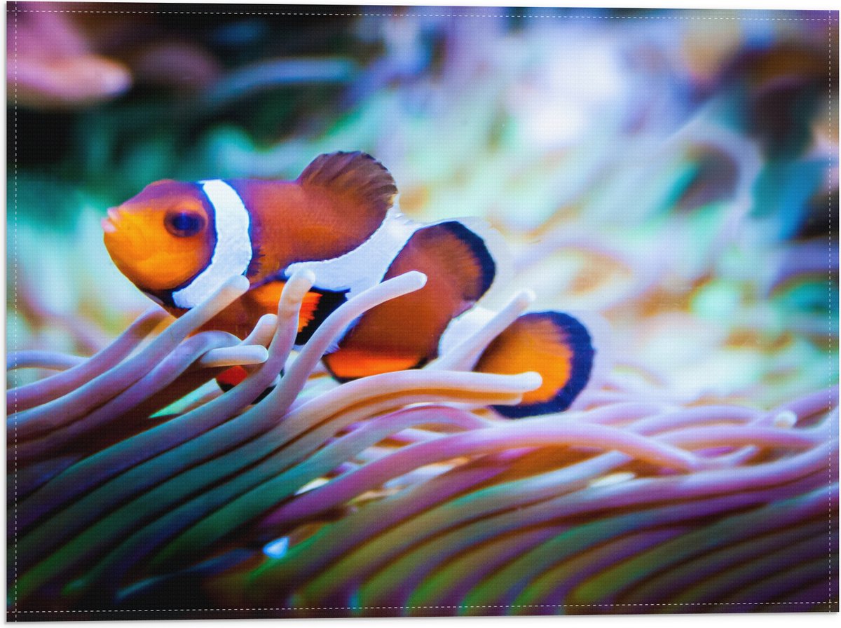 Vlag - Clownvis in een Aquarium - 40x30 cm Foto op Polyester Vlag
