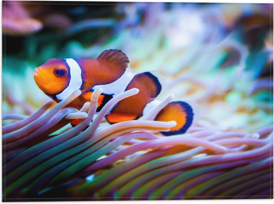 WallClassics - Vlag - Clownvis in een Aquarium - 40x30 cm Foto op Polyester Vlag
