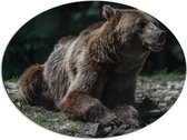 WallClassics - Photo ovale Dibond - Ours brun profitant du soleil - 80x60 cm (avec système de suspension)