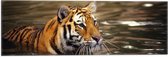 Vlag - Bengaalse Tijger in het Water - 60x20 cm Foto op Polyester Vlag