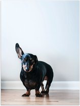 WallClassics - Poster Glanzend – Luisterende Zwarte Hond - 30x40 cm Foto op Posterpapier met Glanzende Afwerking