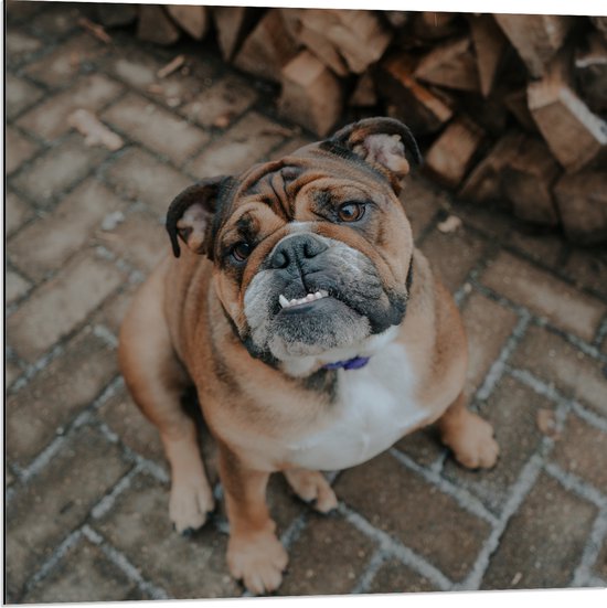 WallClassics - Dibond - Franse Bulldog naast Brandhout - 80x80 cm Foto op Aluminium (Met Ophangsysteem)