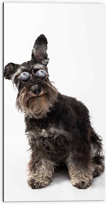 WallClassics - Dibond - Stoere Hond met een Zonnebril - 50x100 cm Foto op Aluminium (Wanddecoratie van metaal)