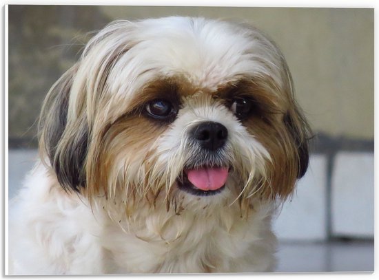 WallClassics - PVC Schuimplaat - Vrolijke Shih Tzu - 40x30 cm Foto op PVC Schuimplaat (Met Ophangsysteem)