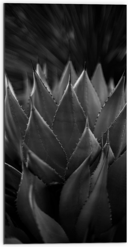 WallClassics - Dibond - Close-up van Agave shawii Plant (zwart/ wit) - 50x100 cm Foto op Aluminium (Met Ophangsysteem)