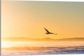WallClassics - Dibond - Toit volant à travers les rayons du soleil sur la mer - 90x60 cm Photo sur Aluminium (Décoration murale en métal)