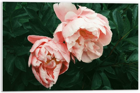 WallClassics - PVC Schuimplaat- Duo Roze Bloemen - 60x40 cm Foto op PVC Schuimplaat