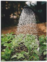Dibond - Planten Water Geven met Gieter - 60x80 cm Foto op Aluminium (Wanddecoratie van metaal)