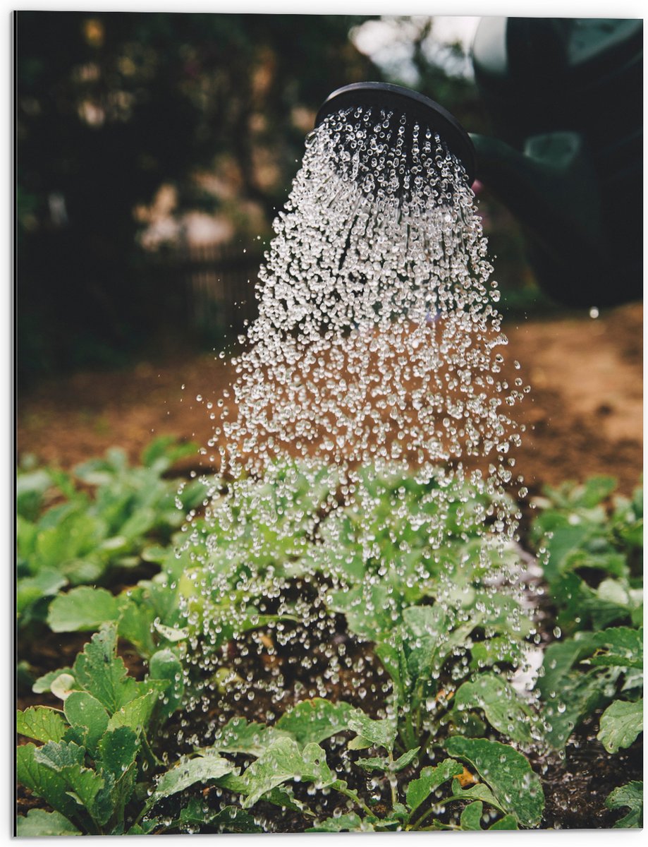 Dibond - Planten Water Geven met Gieter - 60x80 cm Foto op Aluminium (Wanddecoratie van me