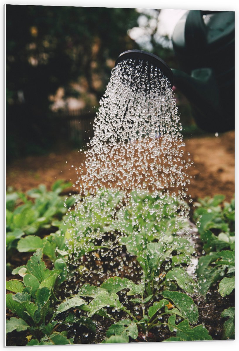PVC Schuimplaat- Planten Water Geven met Gieter - 60x90 cm Foto op PVC Schuimplaat