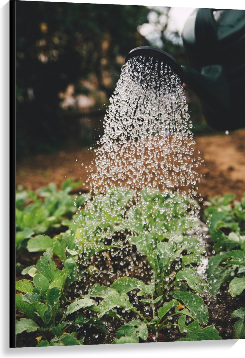 Canvas - Planten Water Geven met Gieter - 80x120 cm Foto op Canvas Schilderij (Wanddecorat