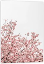 Dibond - Roze Sakura - 60x90 cm Foto op Aluminium (Met Ophangsysteem)