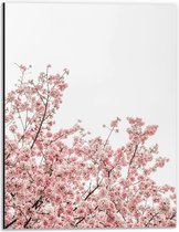Dibond - Roze Sakura - 30x40 cm Foto op Aluminium (Met Ophangsysteem)