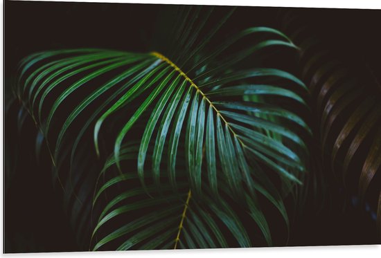 Dibond - Groene Palmbladeren - 105x70 cm Foto op Aluminium (Met Ophangsysteem)
