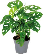 Monstera adansonii 'Monkey Leaf' - Gatenplant - Kamerplant - Luchtzuiverend - ⌀12 cm - 20-25 cm