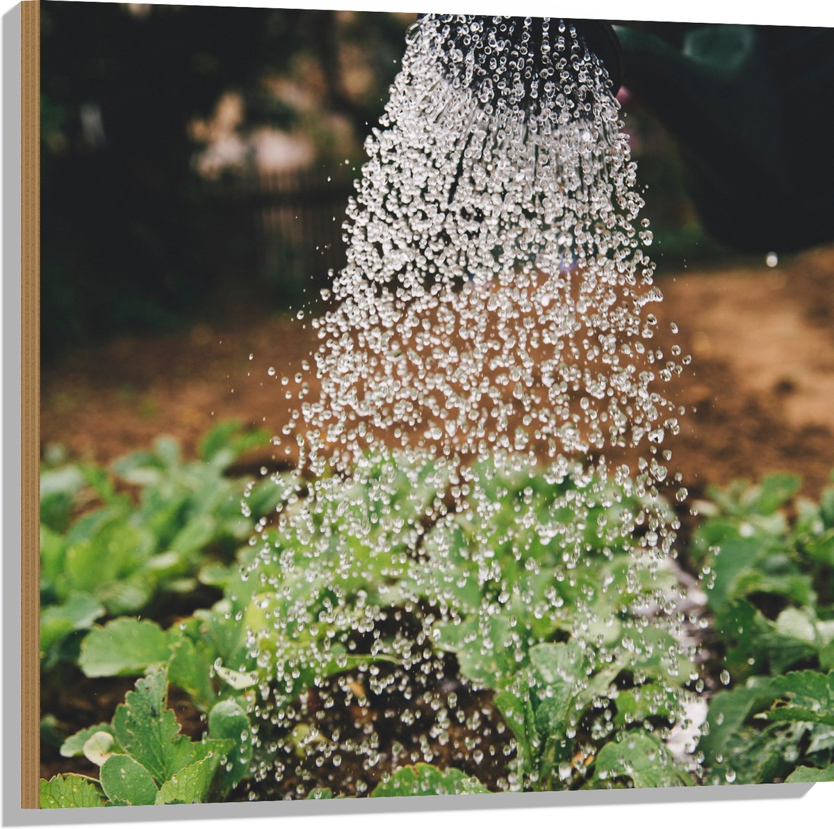 Hout - Planten Water Geven met Gieter - 80x80 cm - 9 mm dik - Foto op Hout (Met Ophangsyst