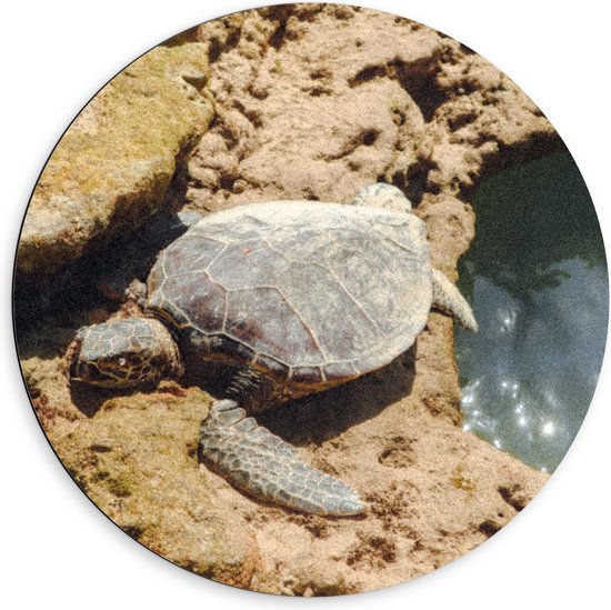 Dibond Muurcirkel - Schildpad op Stenen langs een Watertje - 60x60 cm Foto op Aluminium Muurcirkel (met ophangsysteem)