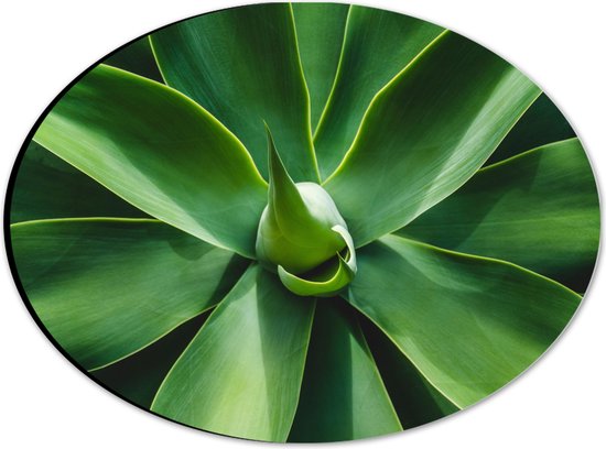 Dibond Ovaal - Groene Bladeren van een Plant - 28x21 cm Foto op Ovaal (Met Ophangsysteem)