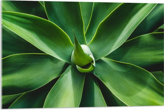 Acrylglas - Groene Bladeren van een Plant - 90x60 cm Foto op Acrylglas (Met Ophangsysteem)