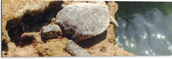 Dibond - Schildpad op Stenen langs een Watertje - 90x30 cm Foto op Aluminium (Wanddecoratie van metaal)