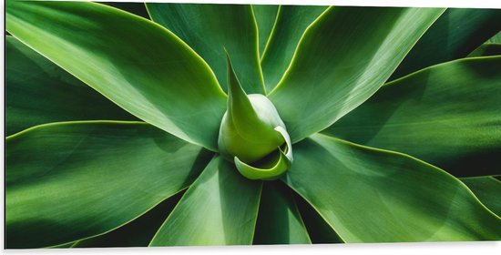 Dibond - Groene Bladeren van een Plant - 100x50 cm Foto op Aluminium (Wanddecoratie van metaal)