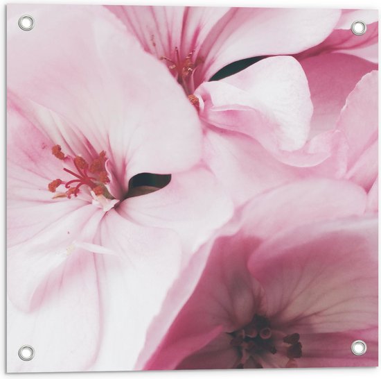 Tuinposter – Roze Bloemen - 50x50 cm Foto op Tuinposter (wanddecoratie voor buiten en binnen)