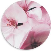 PVC Schuimplaat Muurcirkel - Roze Bloemen - 30x30 cm Foto op Muurcirkel (met ophangsysteem)