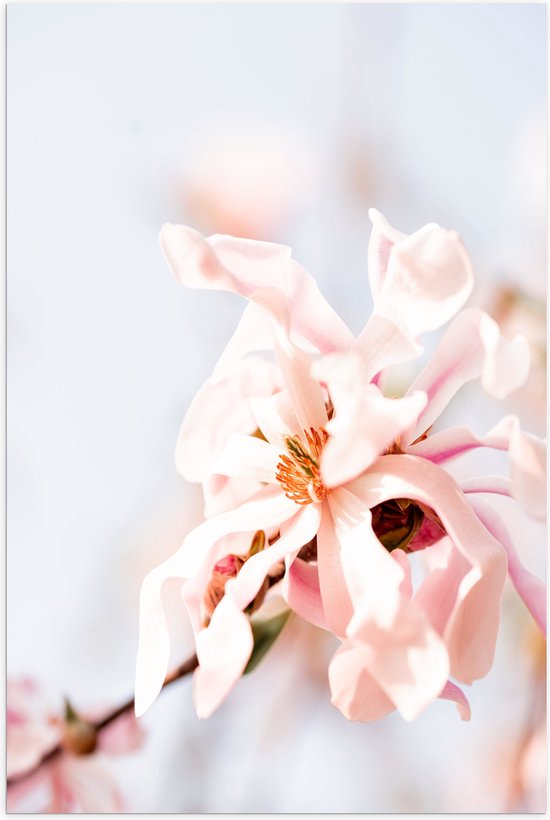WallClassics - Poster Glanzend – Lichtroze Stermagnolia Bloem in Witte Ruimte - 50x75 cm Foto op Posterpapier met Glanzende Afwerking