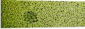 WallClassics - Dibond - Hoopje Groene Waterplanten - 150x50 cm Foto op Aluminium (Met Ophangsysteem)