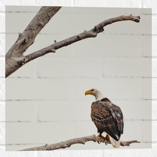 WallClassics - Muursticker - Roofvogel op een Tak - Arend - 50x50 cm Foto op Muursticker