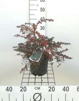 Berberis frikartii 'Amstelveen' - Zuurbes 25 - 30 cm in pot