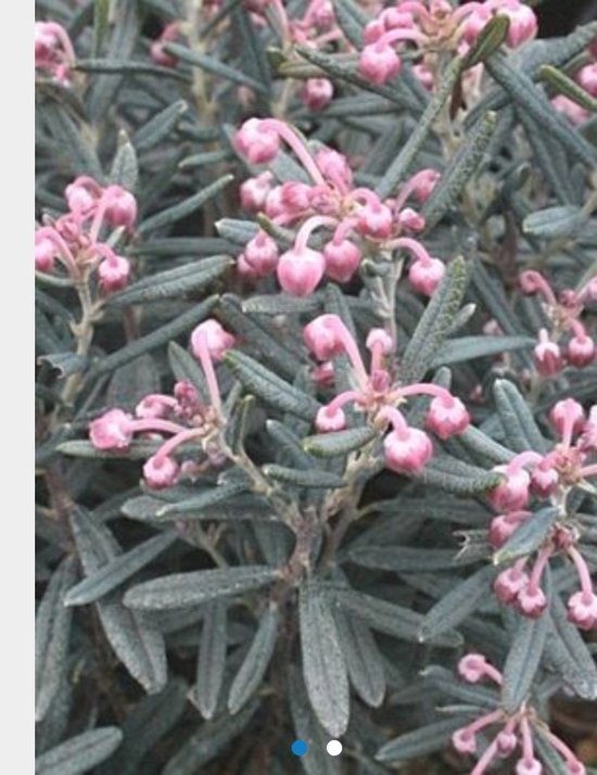 Andromeda polifolia 'Blue Ice' ROTSHEIDE, LAVENDELHEIDE in 15 20 cm