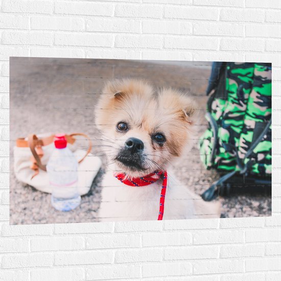WallClassics - Muursticker - Puppy met Rood Halsbandje Kijkend in Camera - 120x80 cm Foto op Muursticker