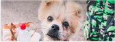 WallClassics - Poster (Mat) - Puppy met Rood Halsbandje Kijkend in Camera - 60x20 cm Foto op Posterpapier met een Matte look