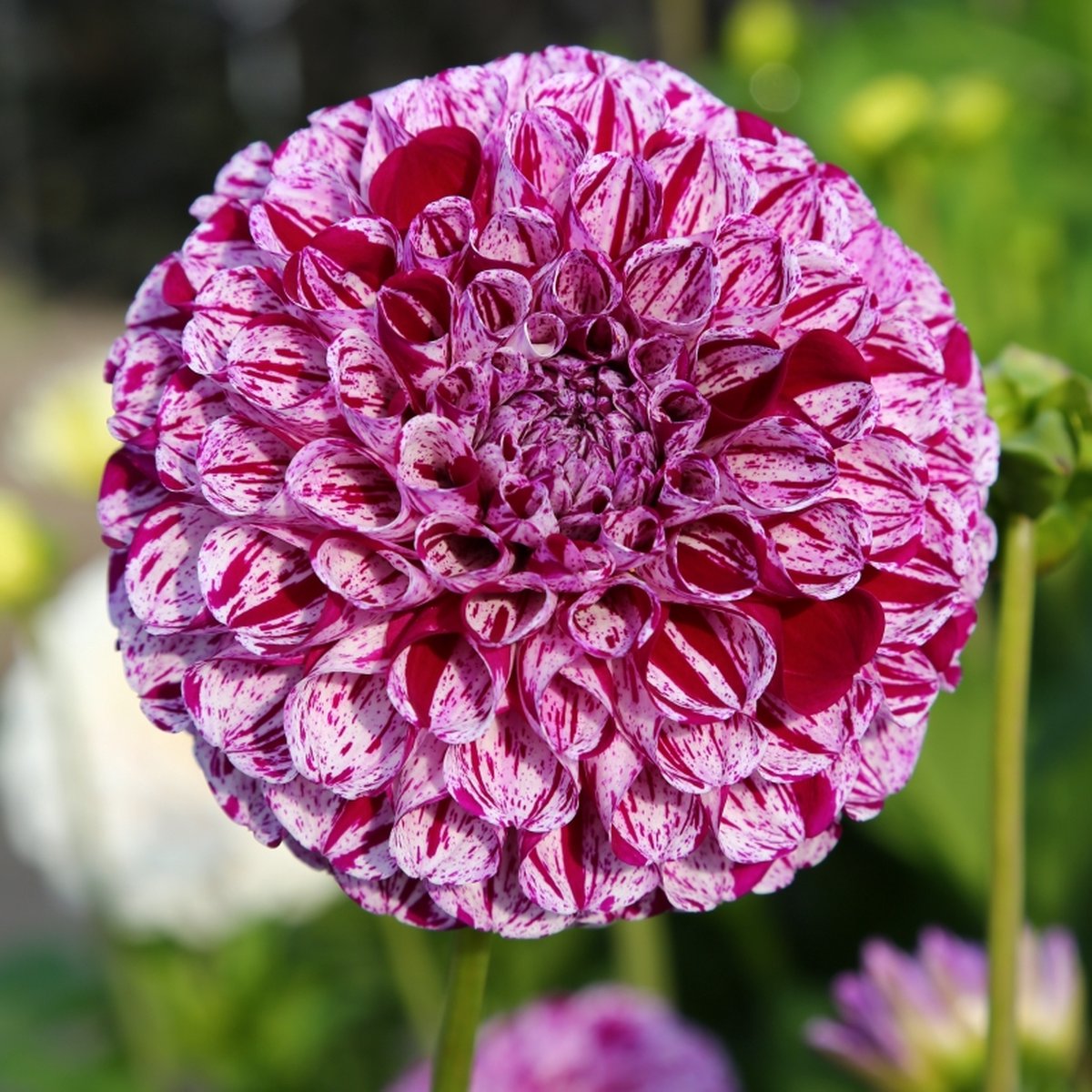 Dahlia Marble Ball | 6 stuks | Bal Dahlia | Knol | Snijbloem | Lila | Dahlia Knollen van Top Kwaliteit | 100% Bloeigarantie | QFB Gardening