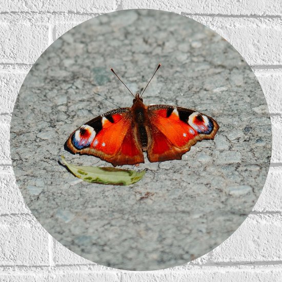 WallClassics - Muursticker Cirkel - Oranje Dagpauwoog Vlinder - 40x40 cm Foto op Muursticker