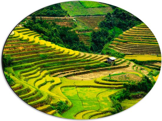 Dibond Ovaal - Felkleurige Rijstvelden in Vietnam - 56x42 cm Foto op Ovaal (Met Ophangsysteem)