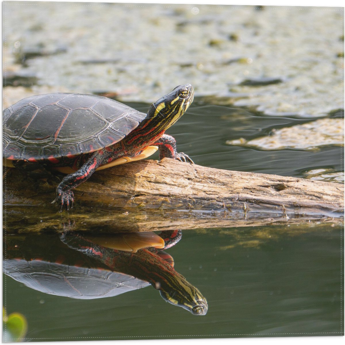 Vlag - Schildpad op Boomstam in Groen Water - 50x50 cm Foto op Polyester Vlag