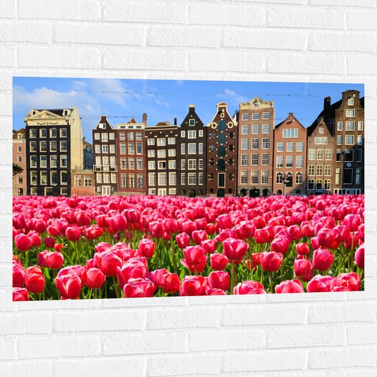 Muursticker - Roze Tulpenveld voor Rij Grachtenpanden in Amsterdam, Nederland - 105x70 cm Foto op Muursticker